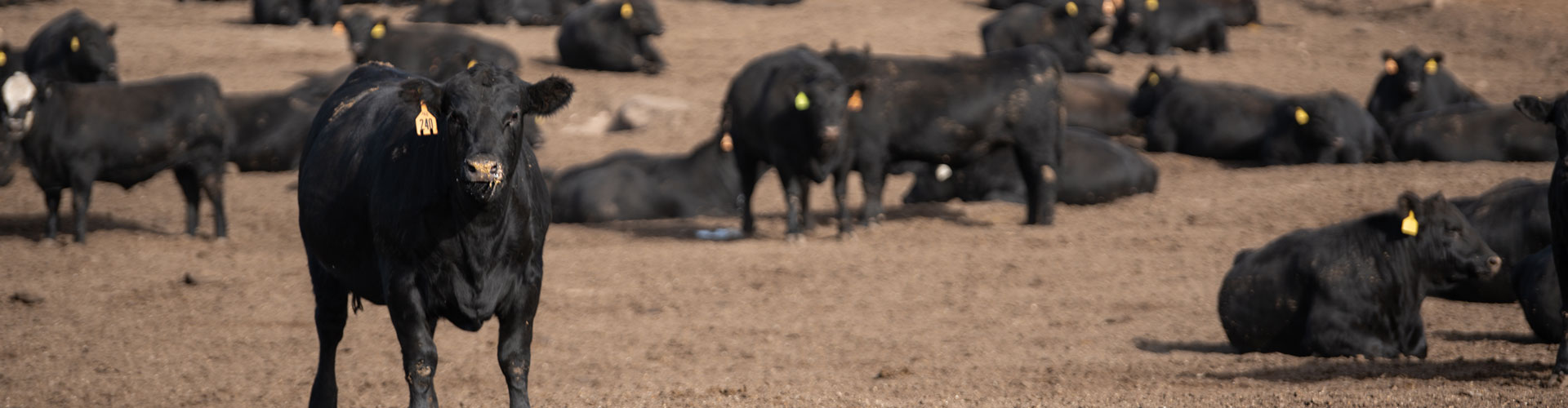 feedyard cattle