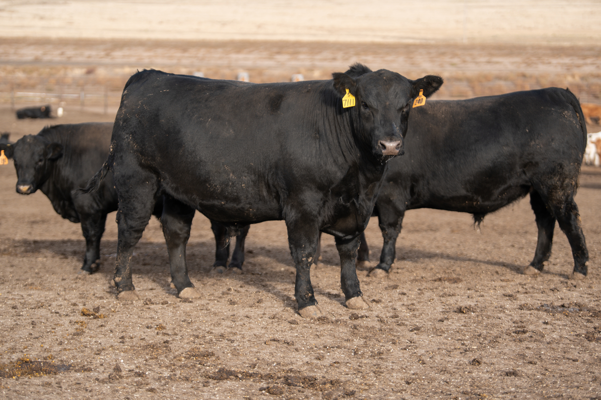Angus steer in a feedyard