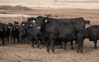 Look Back and Learnings from the 2021 Cattle Market