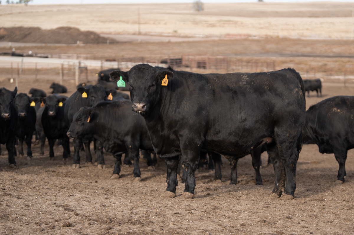 angus fed steer