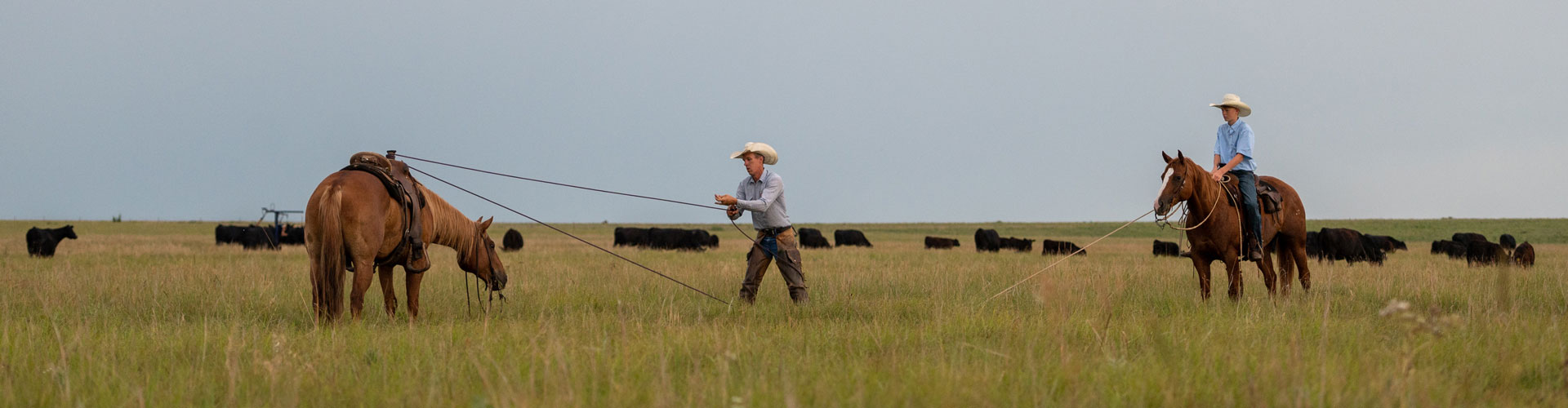 Perrier's roping in field