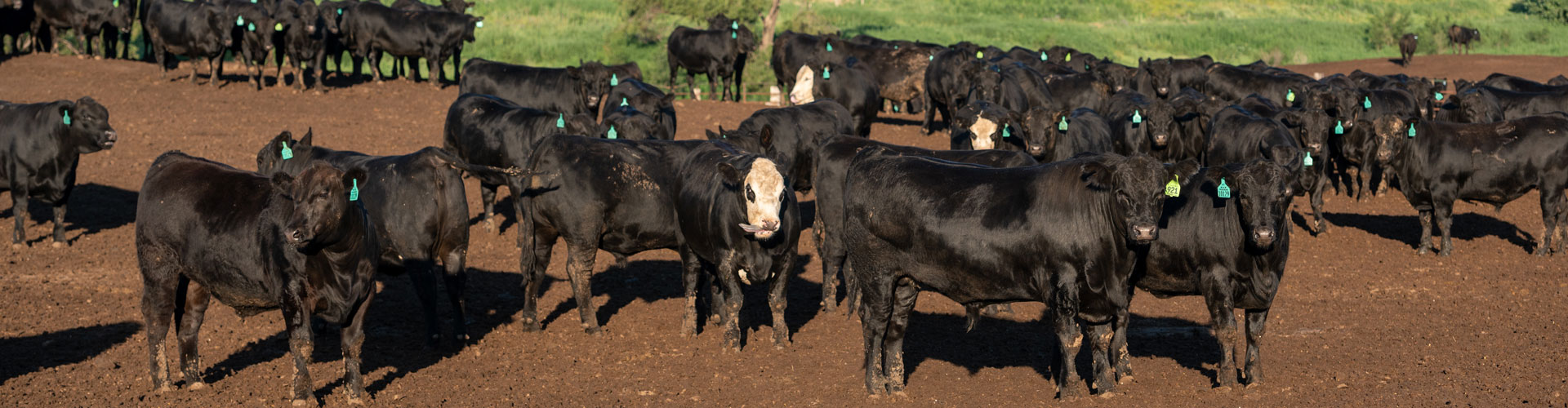 feedyard cattle