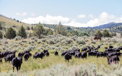 Making your beef shine