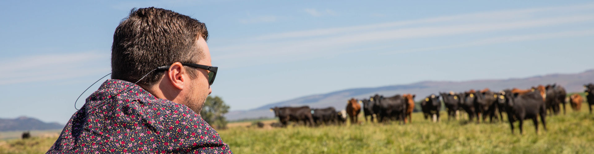 Zach Wilson looking at cows