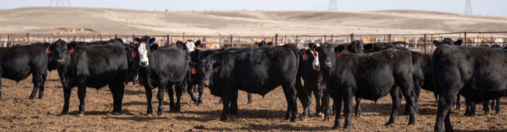 Angus-cross feeder calves