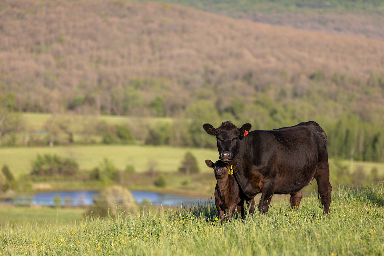 cow calf pair