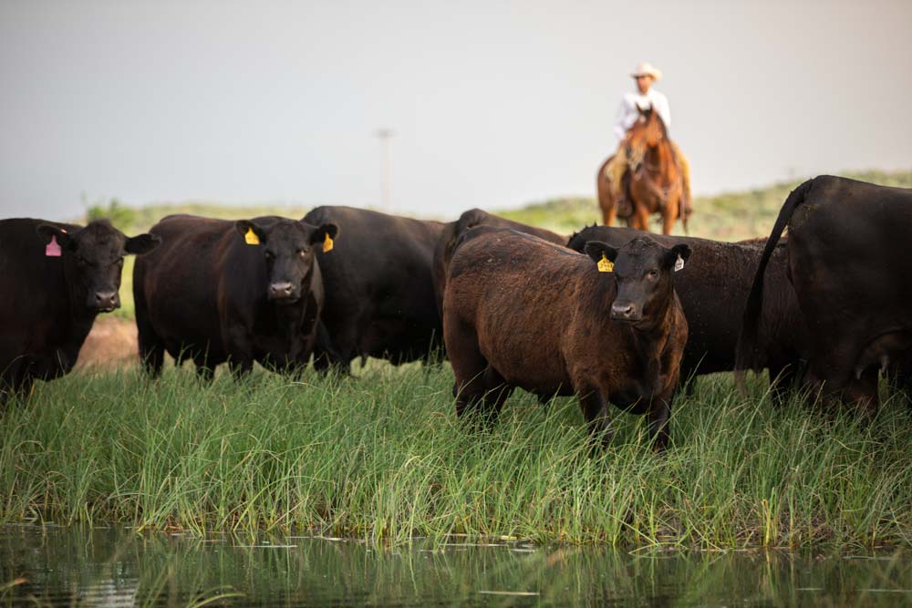 Angus herd on grass