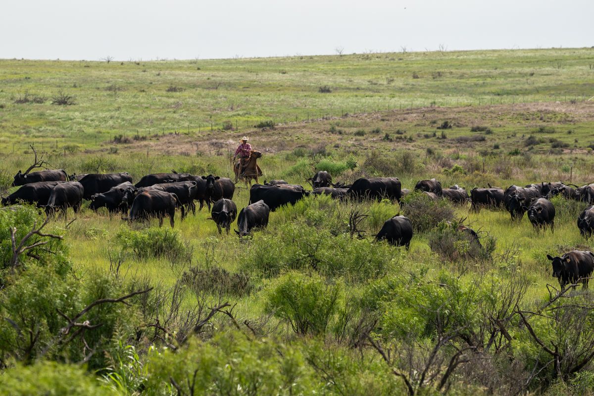 High-marbling cattle can’t survive our ________.