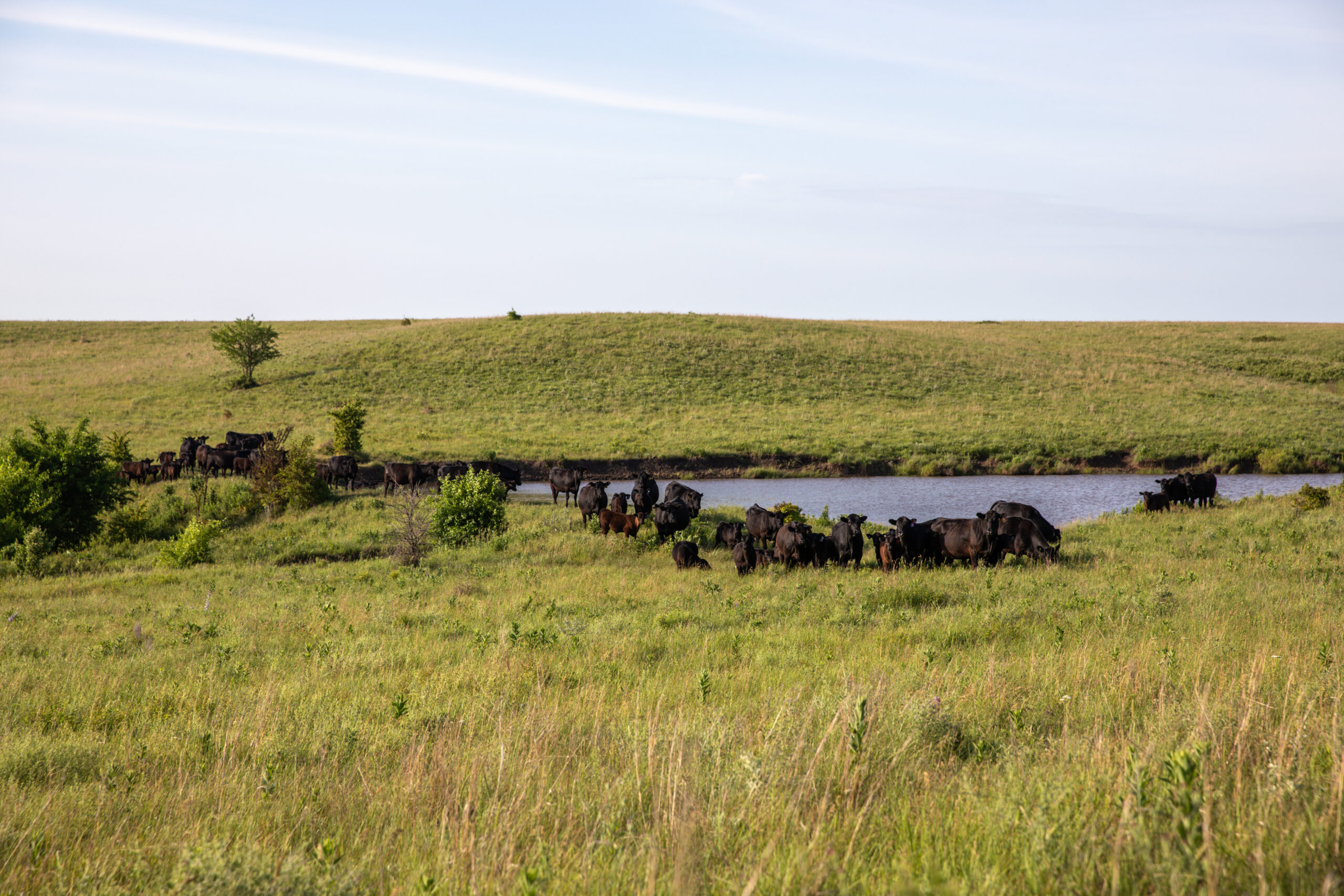 raw Certified Angus Beef ® steaks