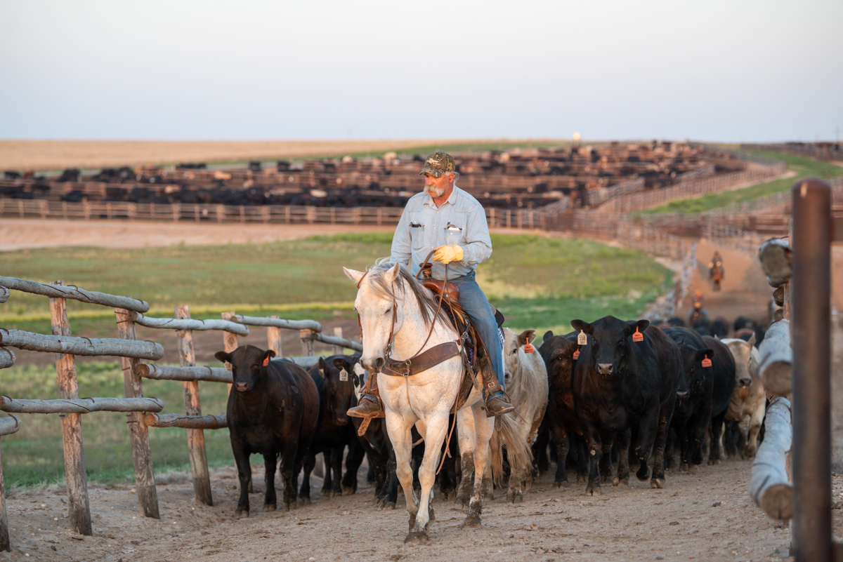 Cattleman leading feedyard cattle at Hy-Plains