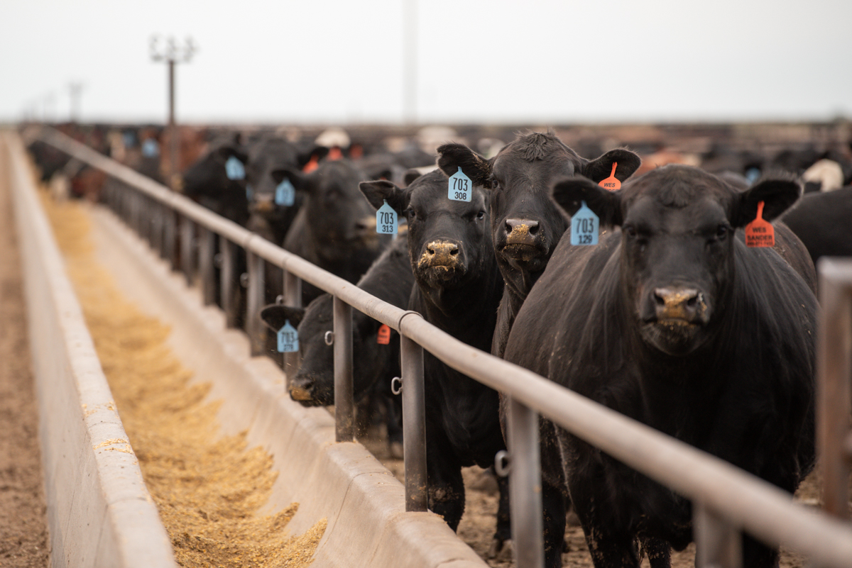 Feedlots must focus on efficiency, grade