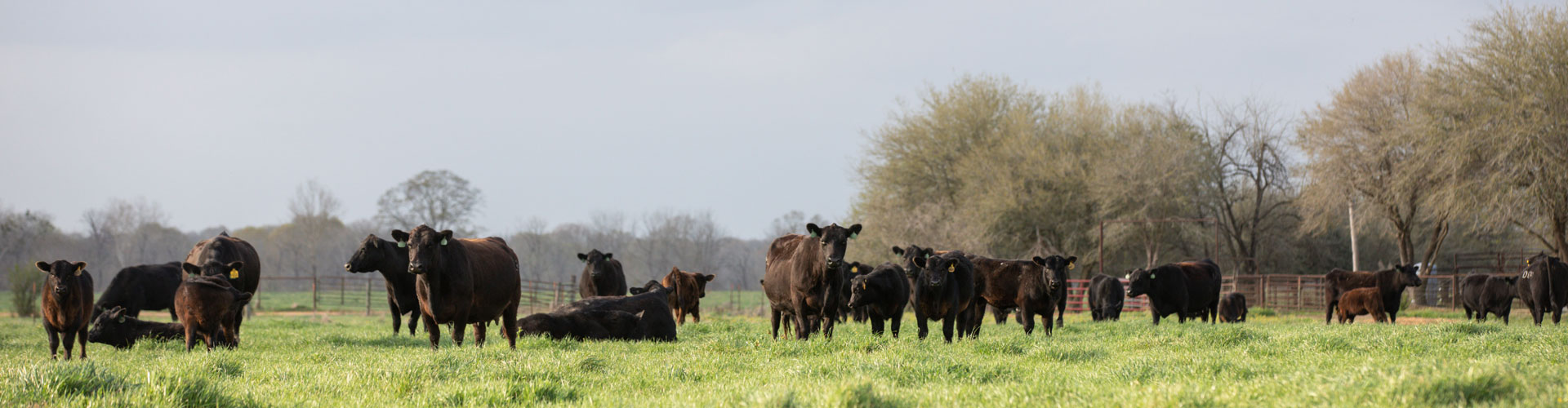 Angus cattle in Alabama