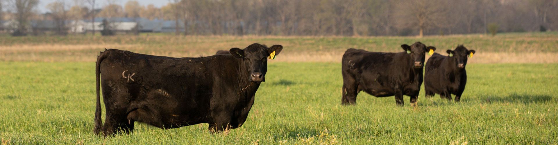 angus cows in pasture