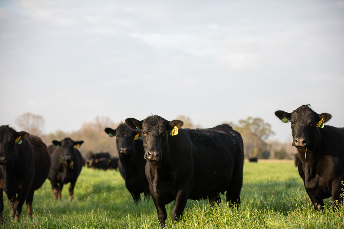 Angus cows