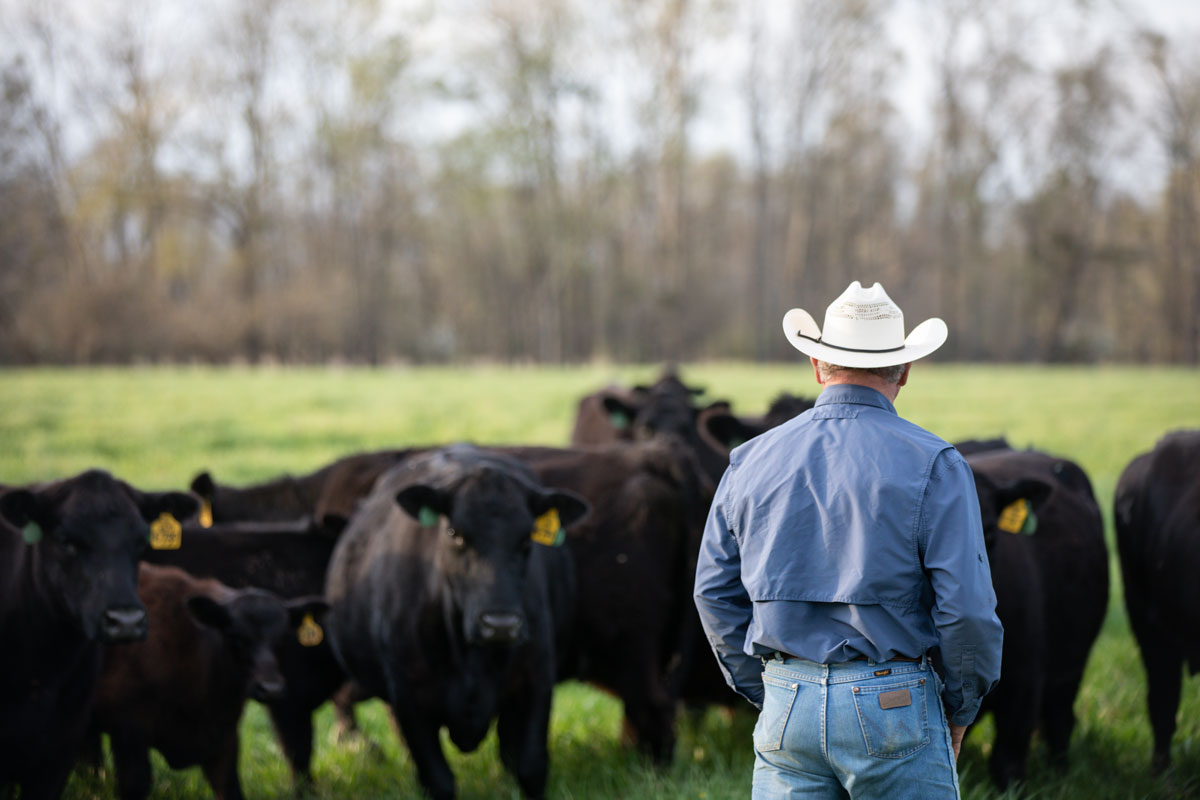 Alabama cowboy checking cows