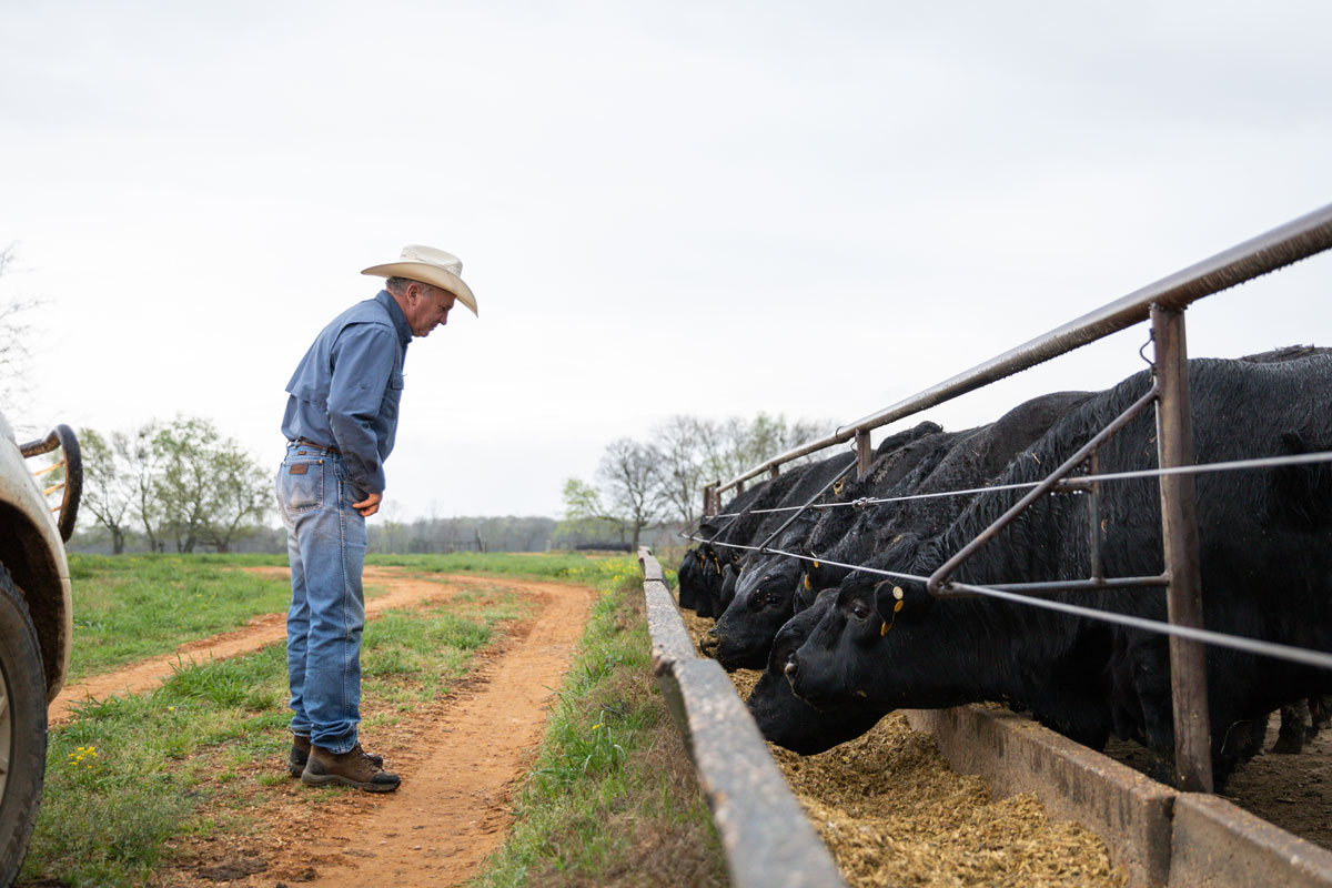 Chuck Madaris checking bulls