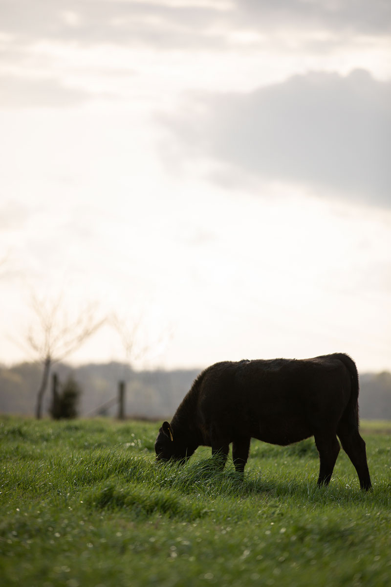 calf grazing