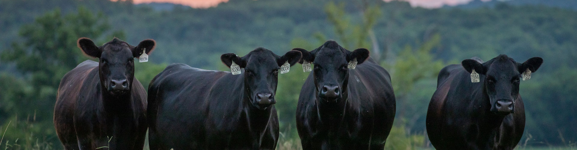 angus cows at Deer Valley Farms