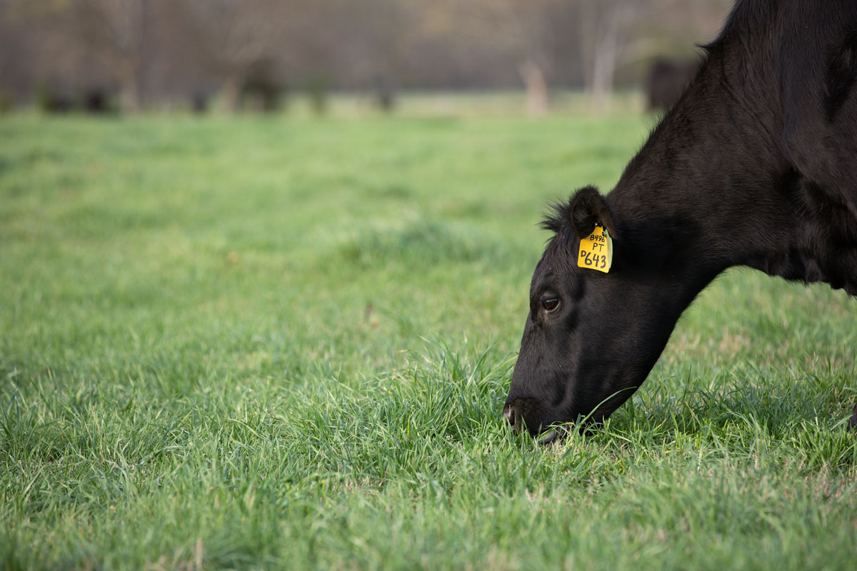 cow grazing