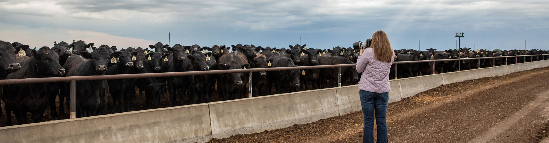 intern picturing grow yard calves