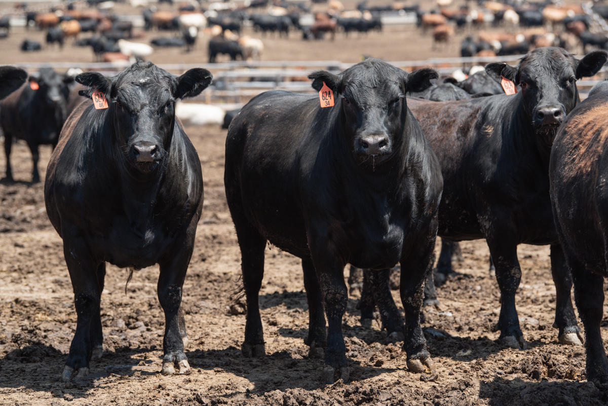 angus steers in kansas