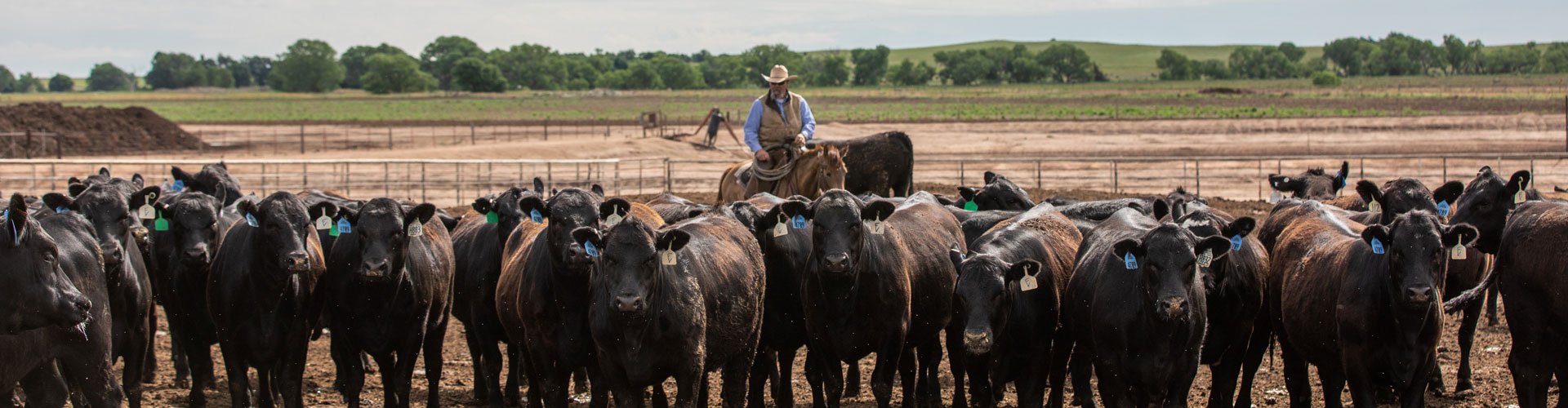 feedyard cattle