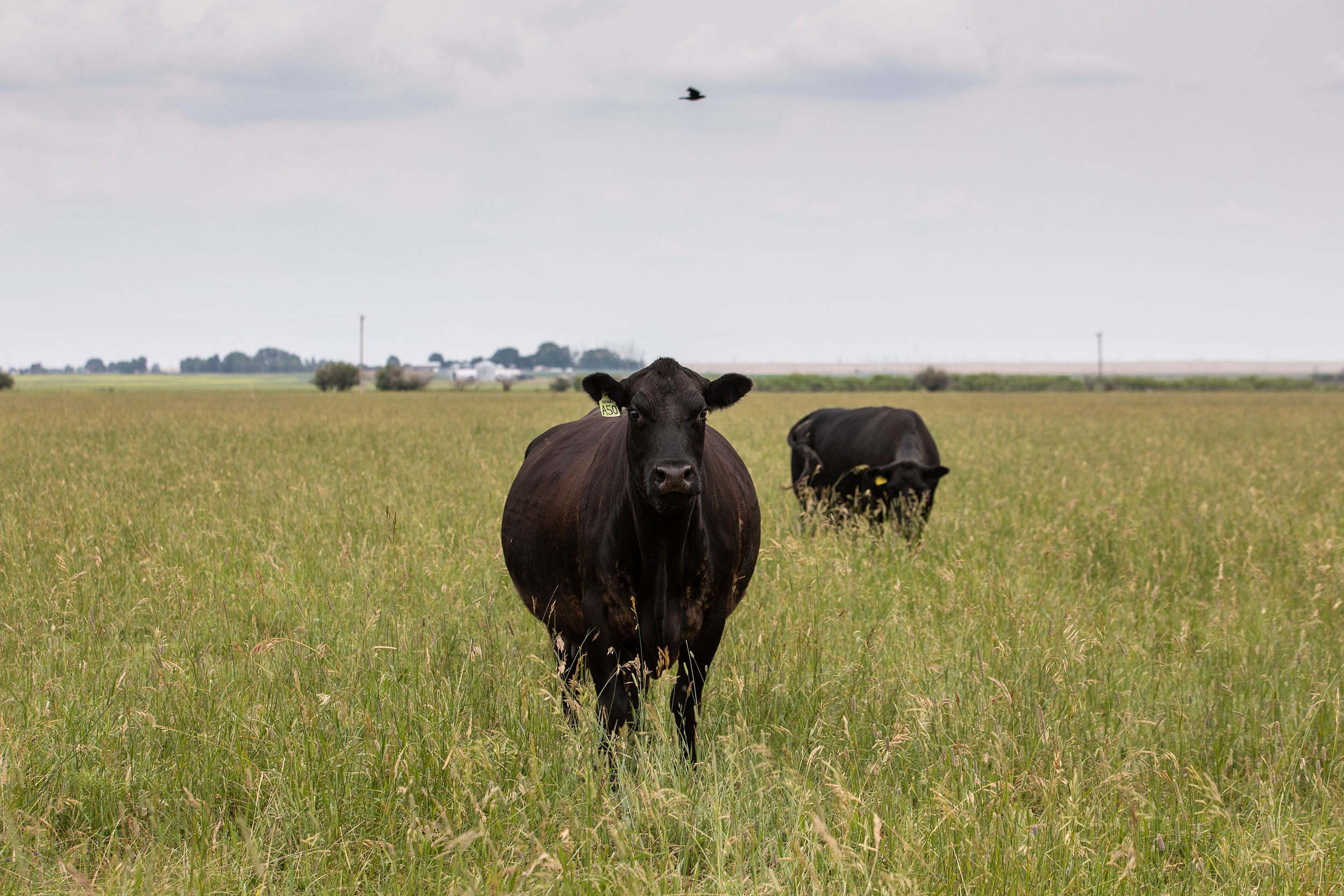 Canadian Angus cow