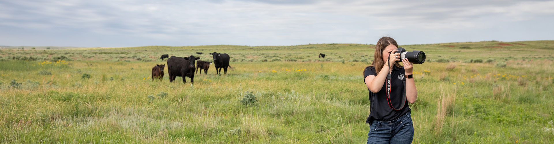 Certified Angus Beef Offers Summer Internships CAB Cattle