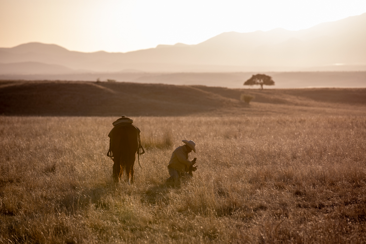 San Rafael tagging a calf at sunrise