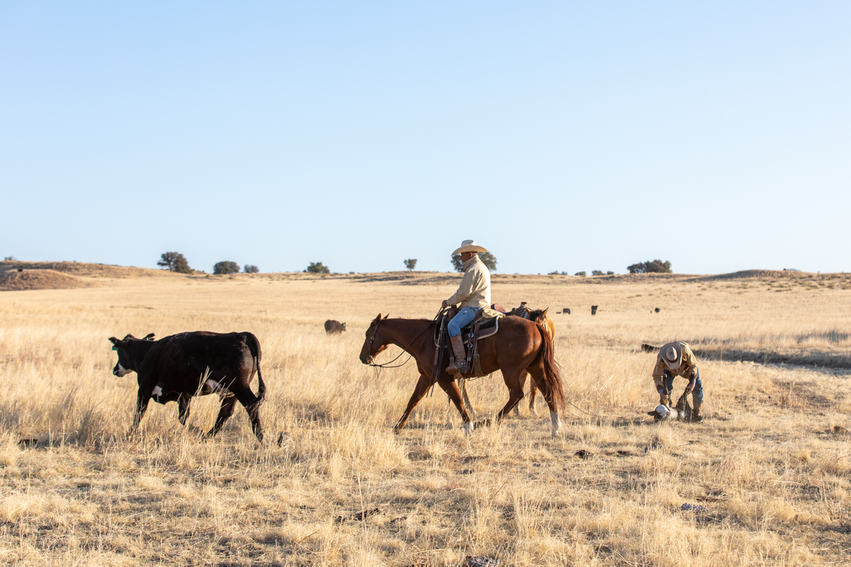 San Rafael cowboys tagging calves