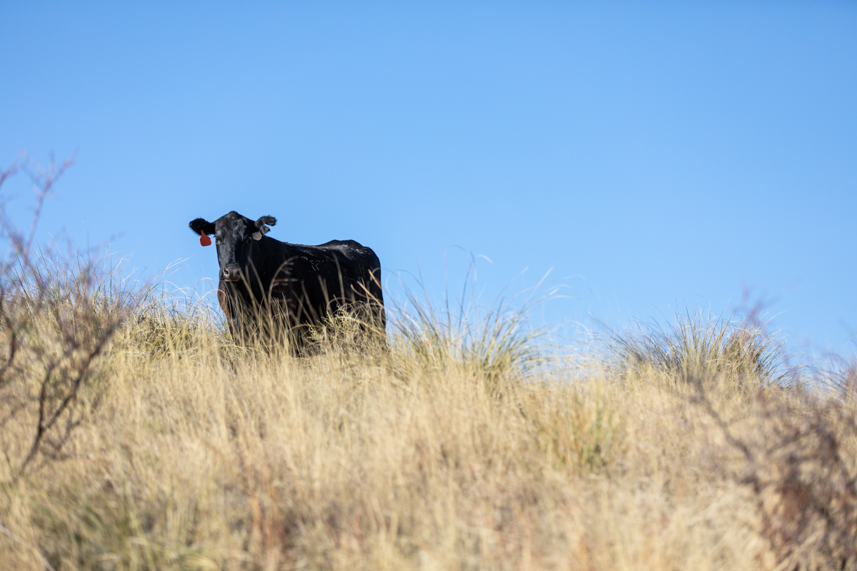 Arizona Angus cow