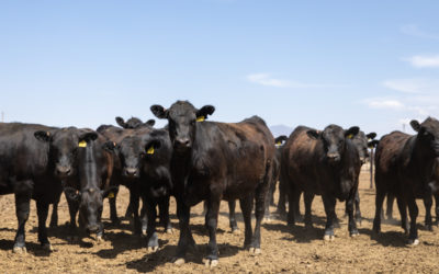 Slow Slaughter Impacts