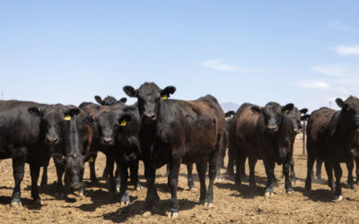 Arizona commercial cattleman awarded for commitment to excellence