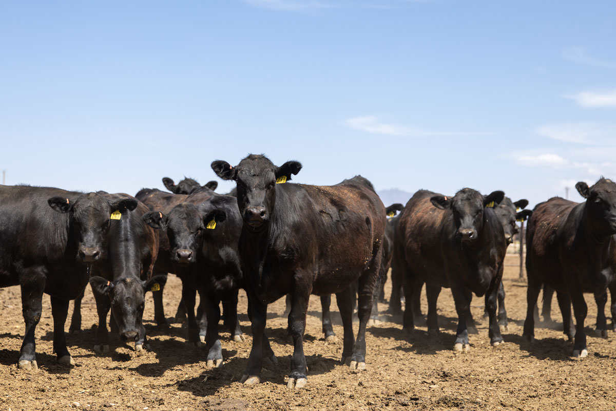 Angus heifers