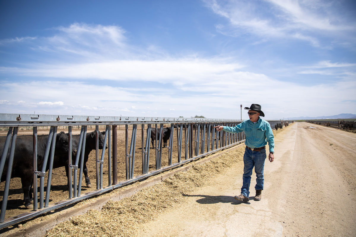 Ross Humphreys checking cattle