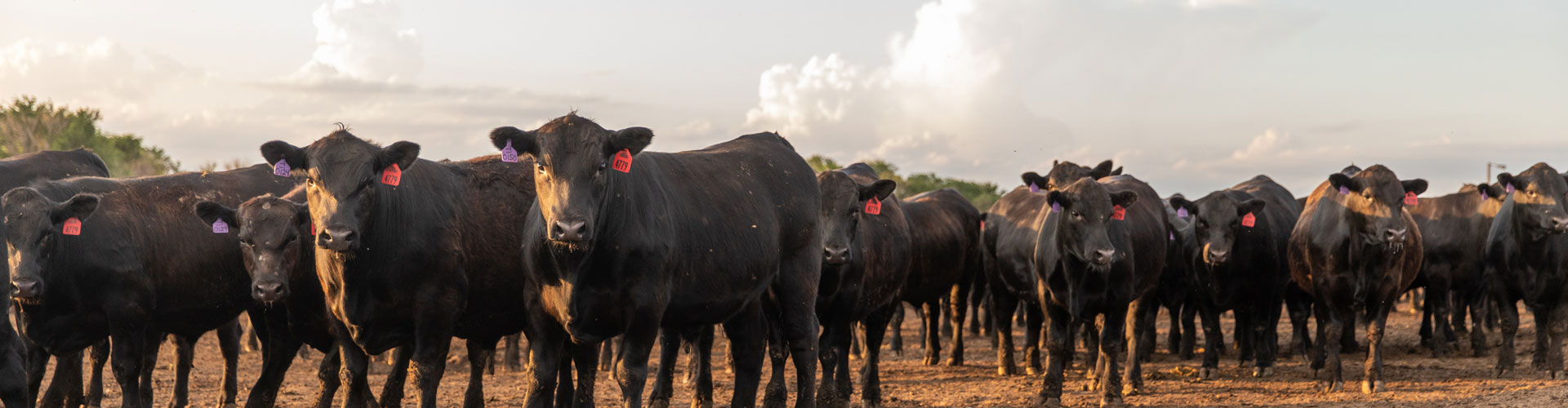 Shaw Feedyard steers