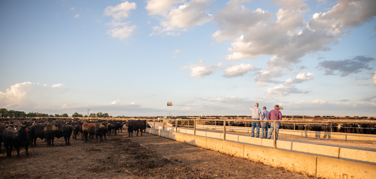 shaw feedyard