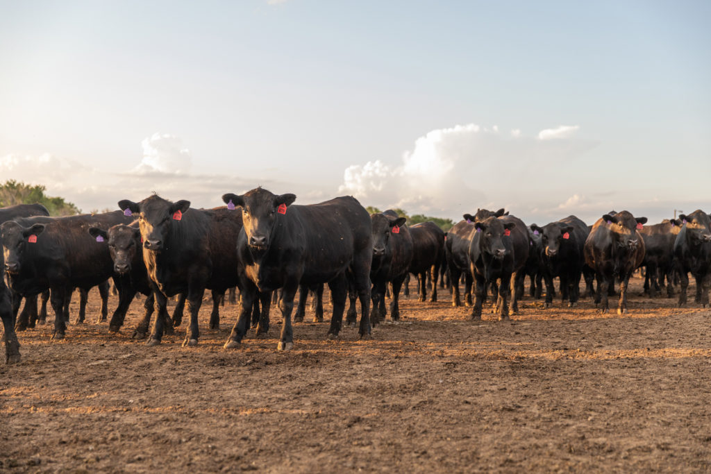 Kansas feedyard honored by Certified Angus Beef CAB Cattle
