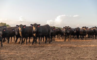 Kansas feedyard honored by Certified Angus Beef