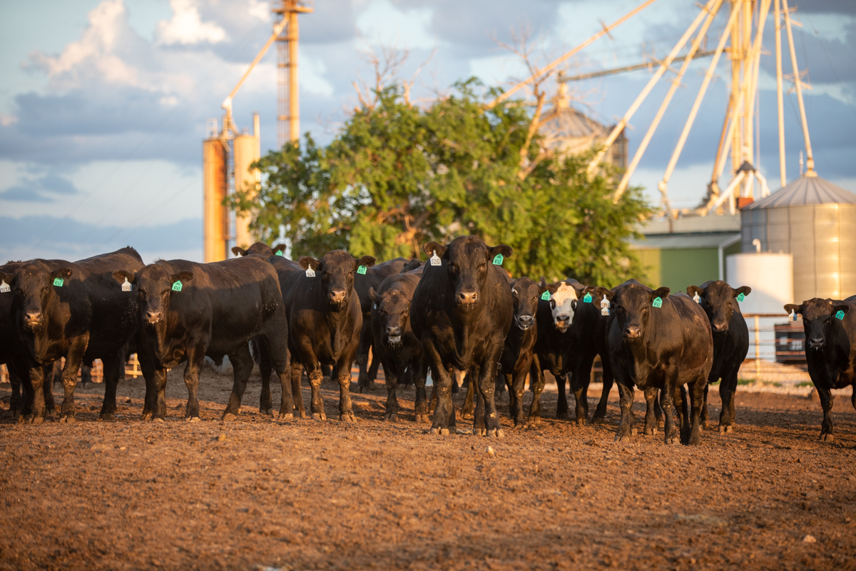 shaw feedyard angus steers