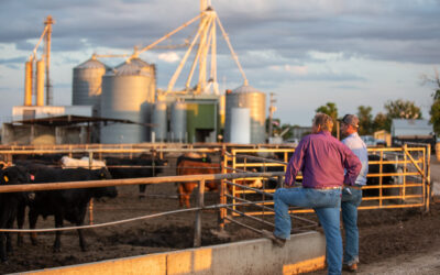 Marketing Feeder Cattle: Begin with the End in Mind