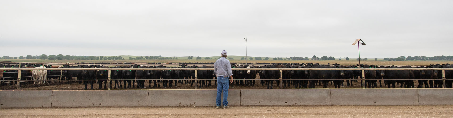 kendall hopp at shaw feedyard