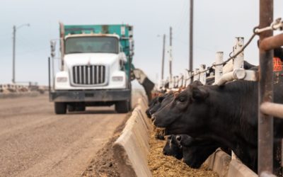 Fed Cattle Market Chasing Grade