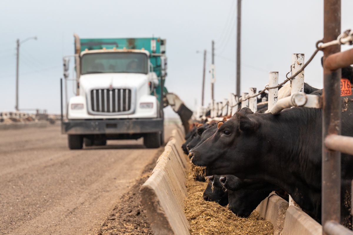 Fed Cattle Market Chasing Grade