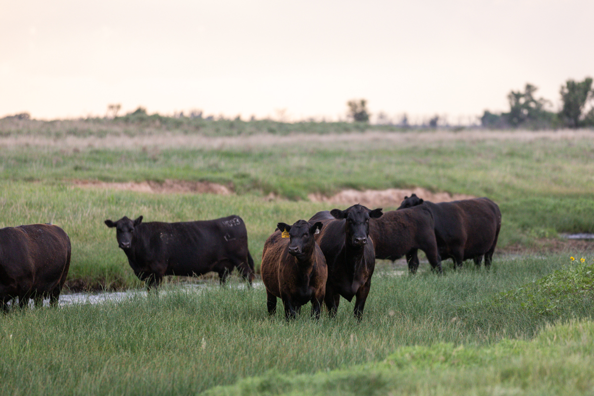 angus cow calf pair 