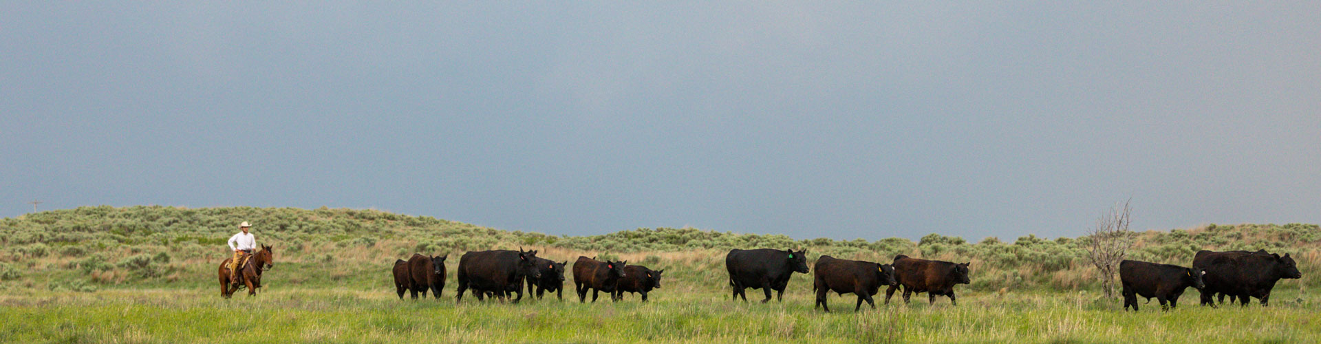 cowboy moving angus cows