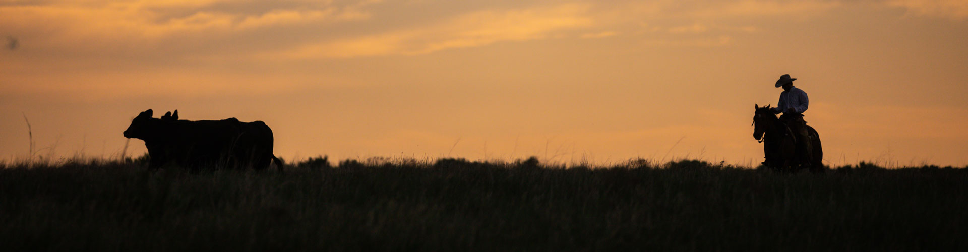 sunset cowboy moving cows