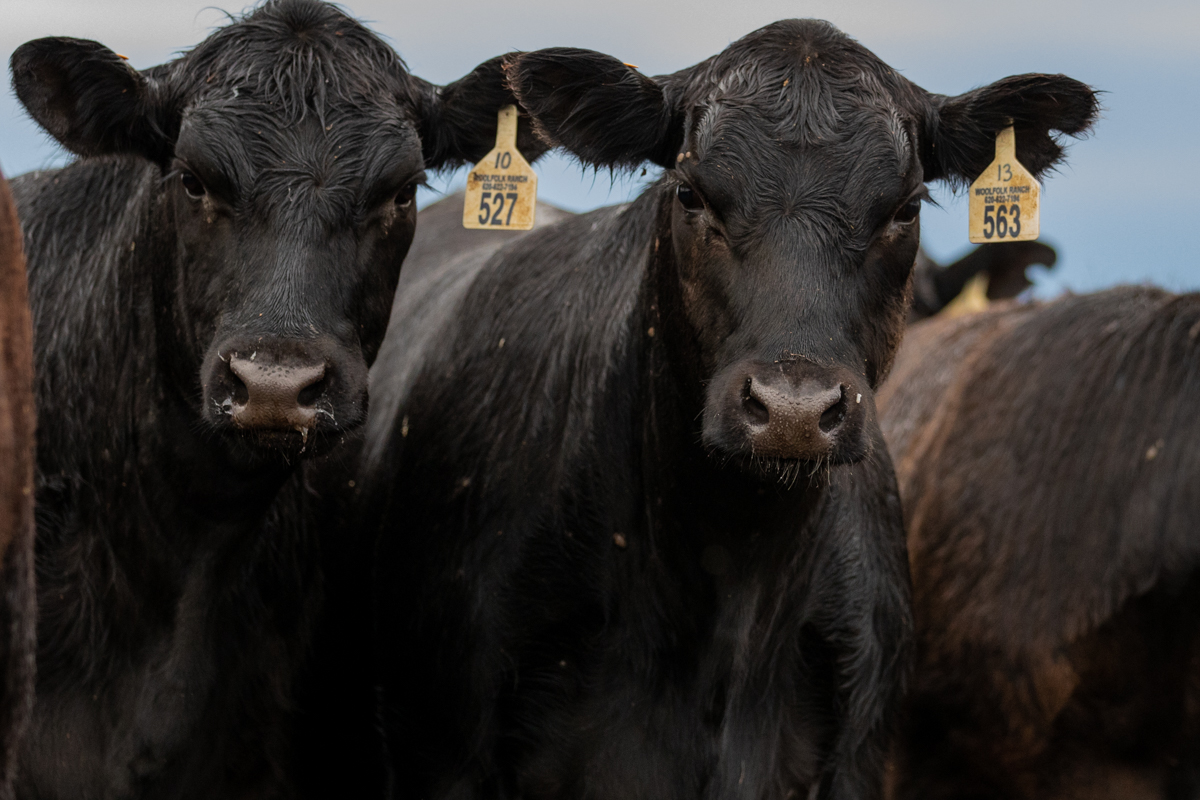 angus heifers