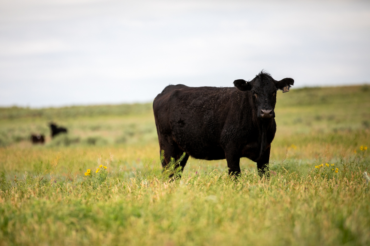 commercial angus cow