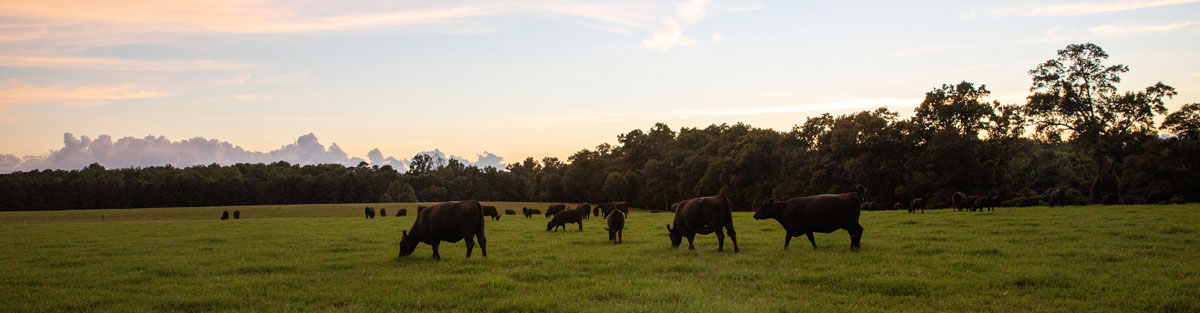 yon's angus cows